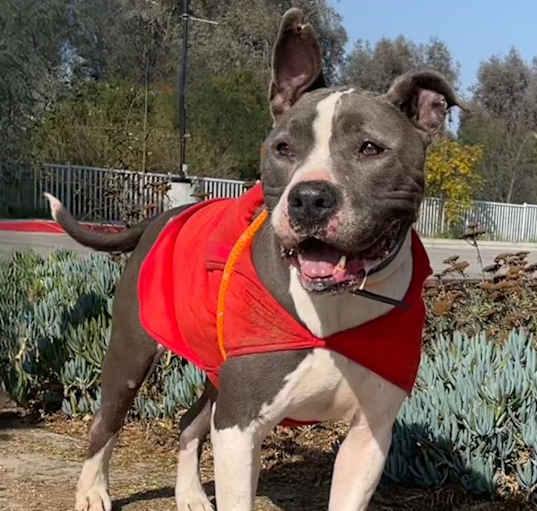 Photo of Chappie