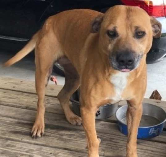 Photo of Ginger