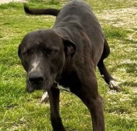 Photo of Hercules