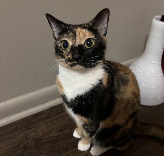 Photo of Snickers