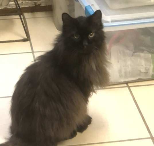 Photo of JINX