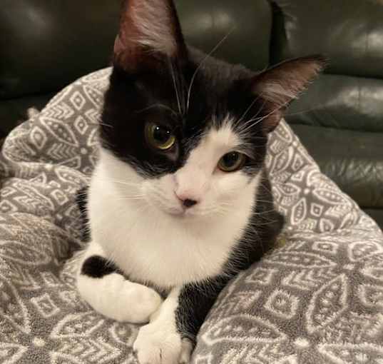 Photo of Smokie
