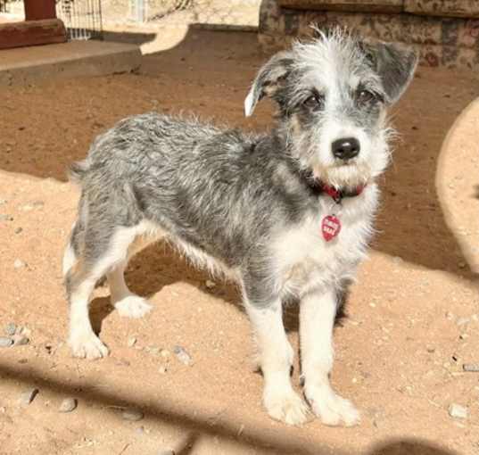 Photo of Liberty (Libby)