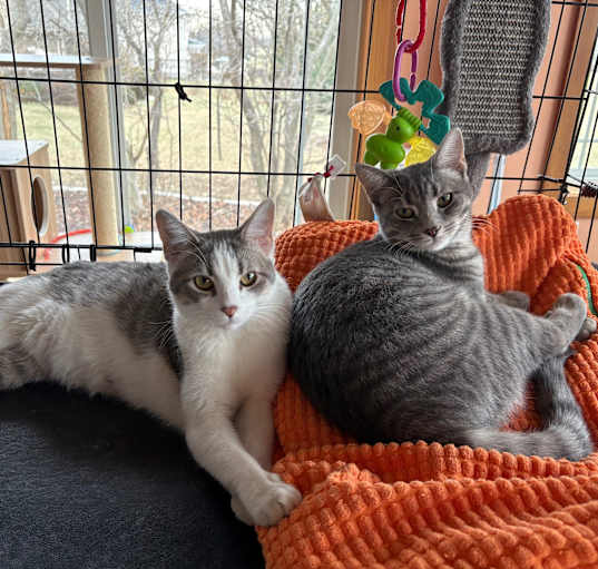 Photo of Bonded Pair - Lyssa & Lyndsay