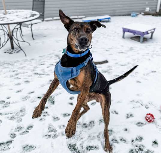 Photo of Bruiser