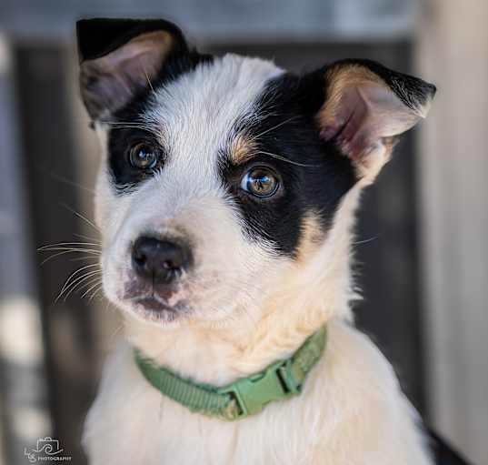 Photo of Oreo