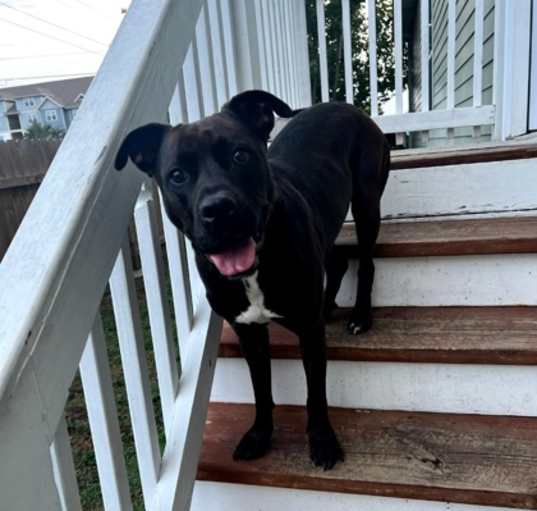 Photo of Annie IN FOSTER