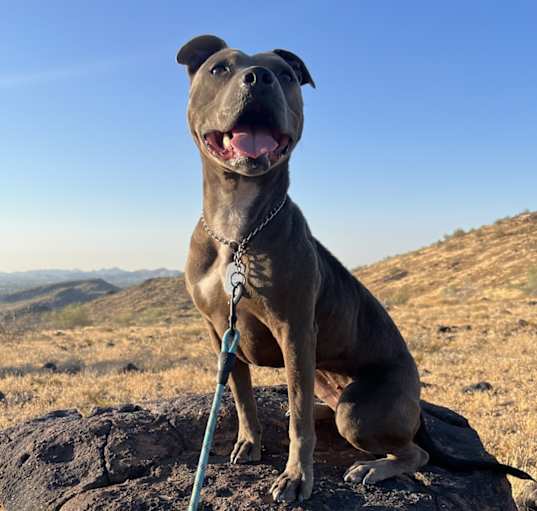 Photo of Willow