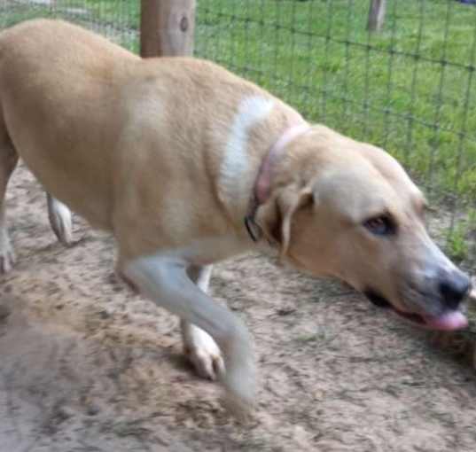 Photo of Bailey