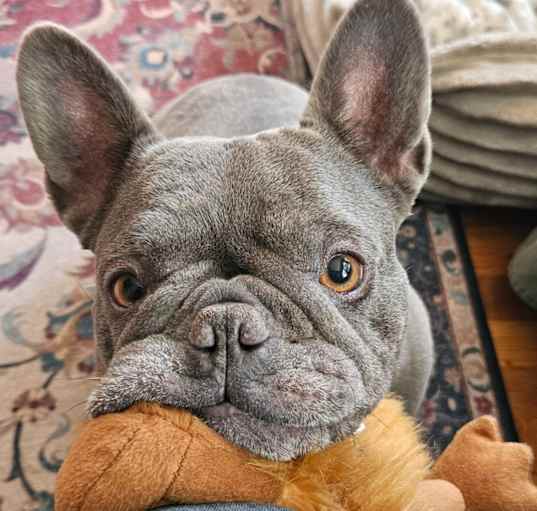 Photo of Hazel the Hilarious
