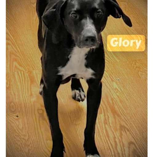 Photo of Glory