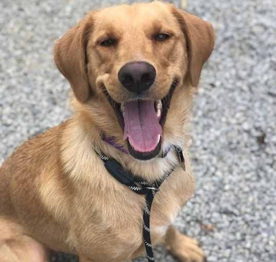 Photo of Trixie