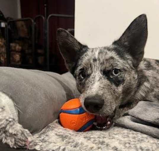 Photo of Rocky