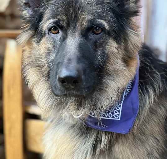 Photo of Pretzel