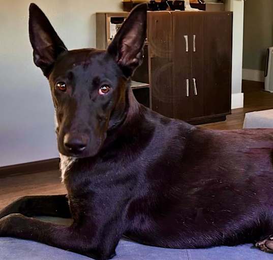 Photo of Milo