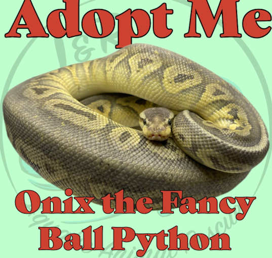 Photo of Onix the Fancy Ball Python