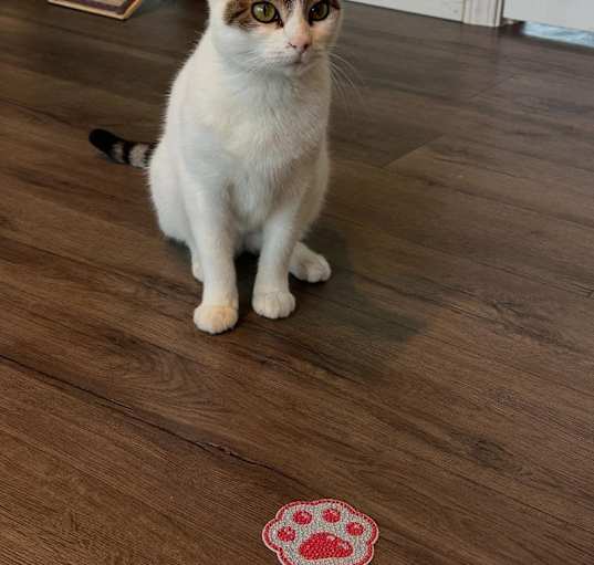 Photo of Precious