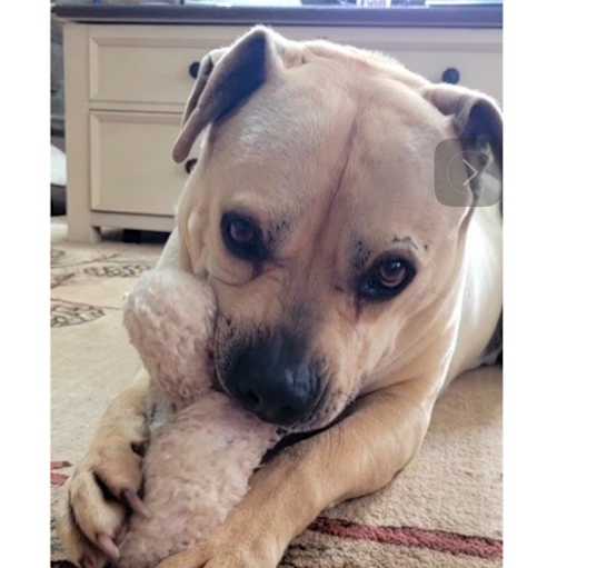 Photo of BUBBA