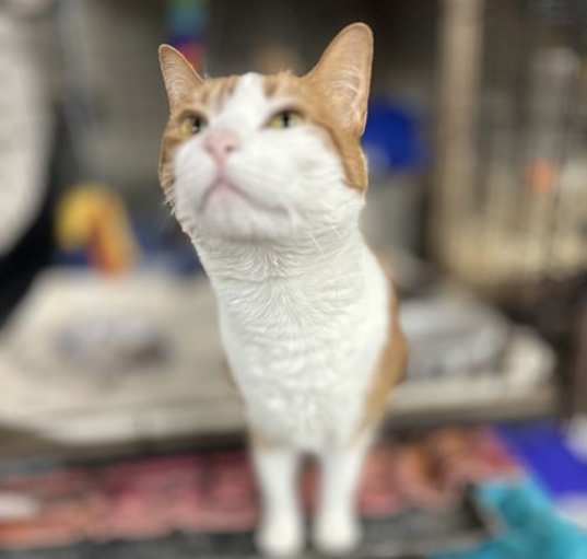 Photo of Marigold