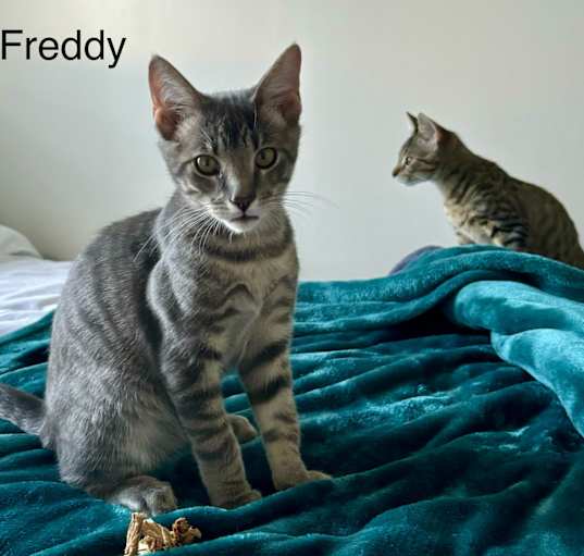 Photo of Freddie