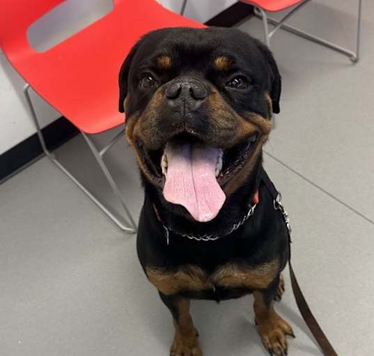 Photo of Reign Beau Bear