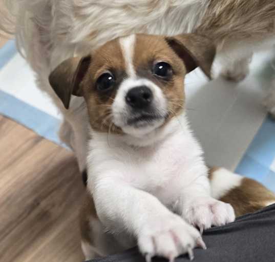 Photo of Wishbone