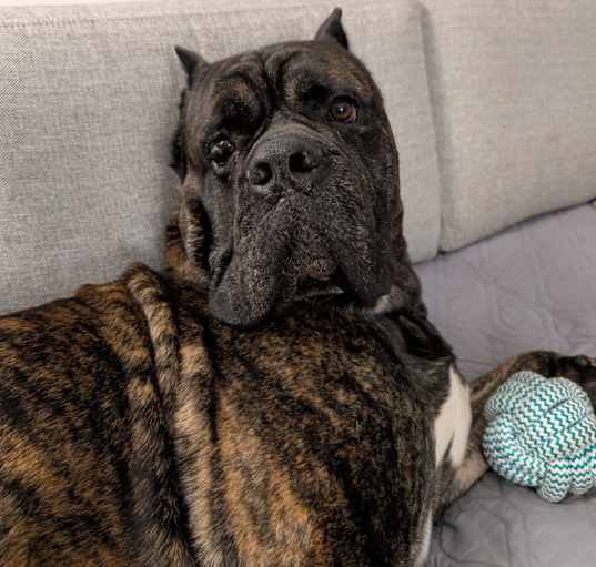 Photo of Pooch