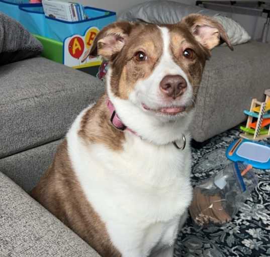 Photo of Sadie