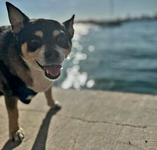 Photo of Louie