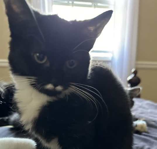 Photo of Neville KITTEN