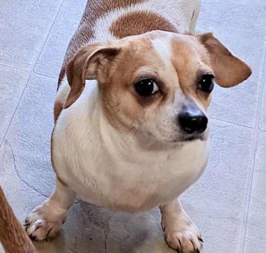 Photo of Sparky