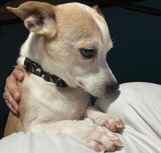 Photo of Hank
