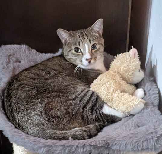 Photo of cat