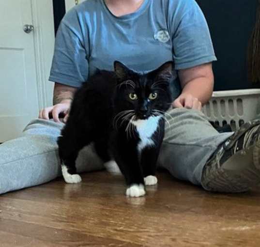 Photo of Shaggy ( the Manx)