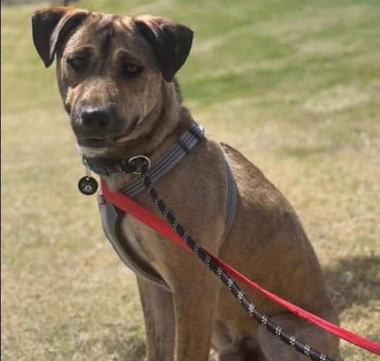 Photo of Henry (Courtesy post)
