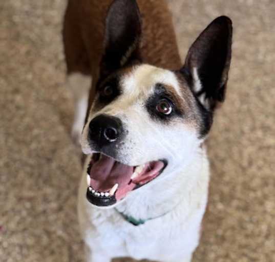 Photo of Rascal