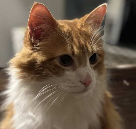 Photo of Tiko