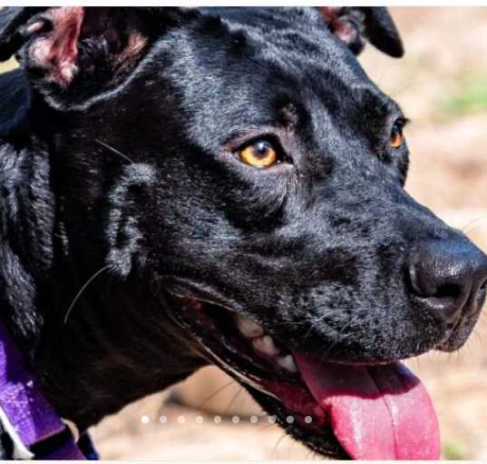 Photo of Nala