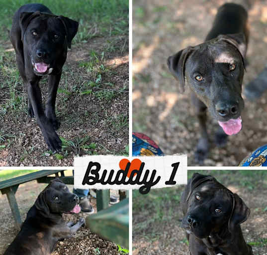 Photo of Buddy