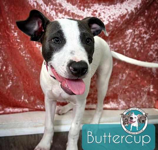 Photo of Buttercup Be My Valentine
