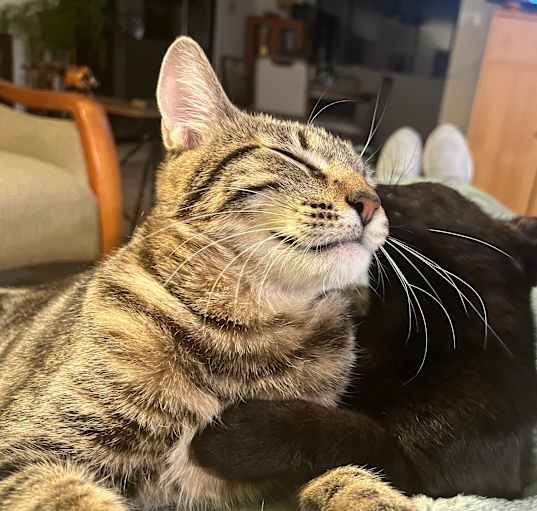 Photo of Chestnut