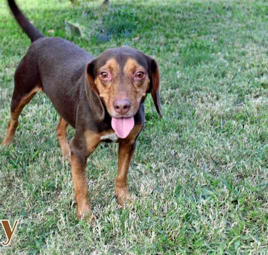 Photo of RUSTY