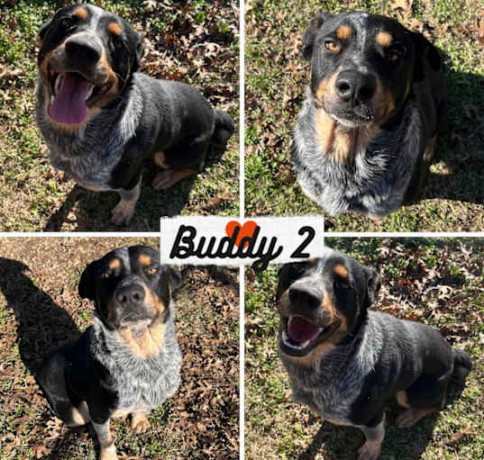 Photo of Buddy 2