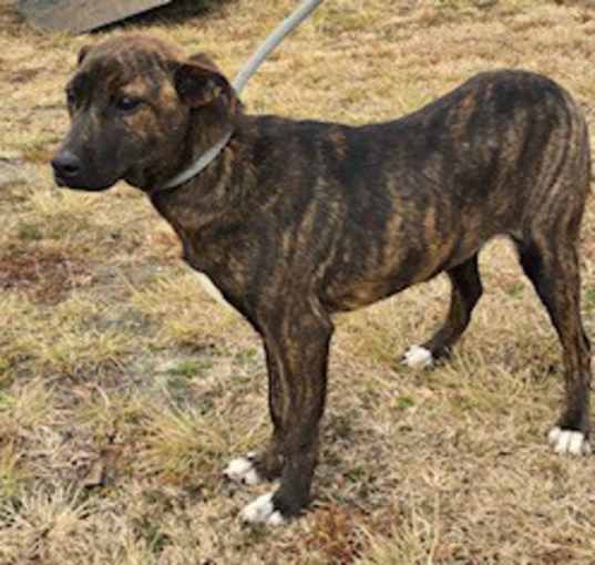 Photo of Dex