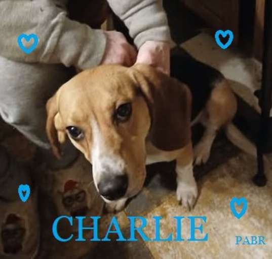 Photo of CHARLIE Adopted!