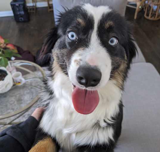 Photo of Gracie