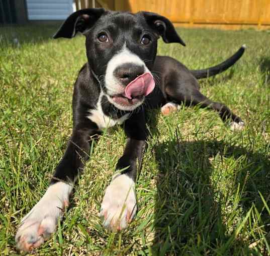 Photo of Tinkerbell (Peter Pan Litter)