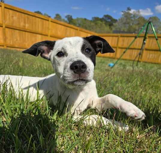 Photo of Wendy (Peter Pan Litter)
