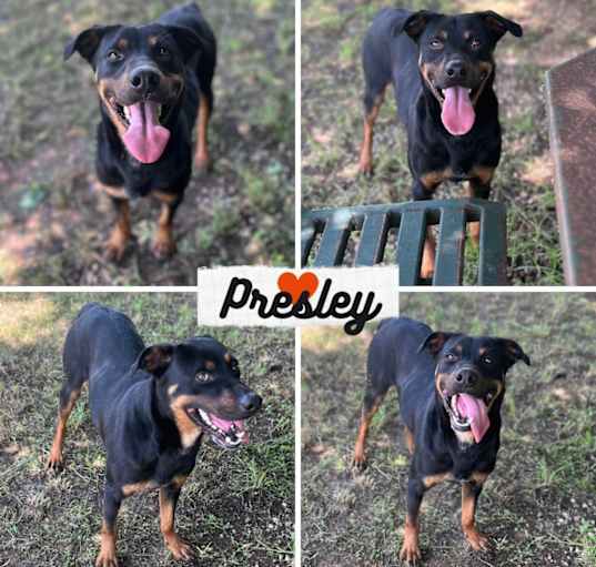 Photo of Presley