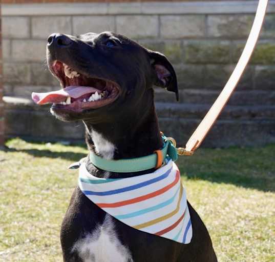 Photo of Cooper